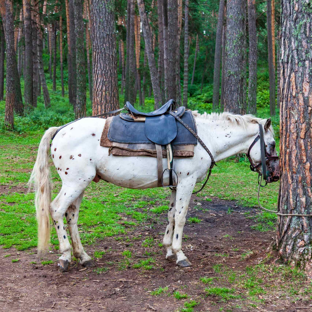 Какие животные могут спать стоя?