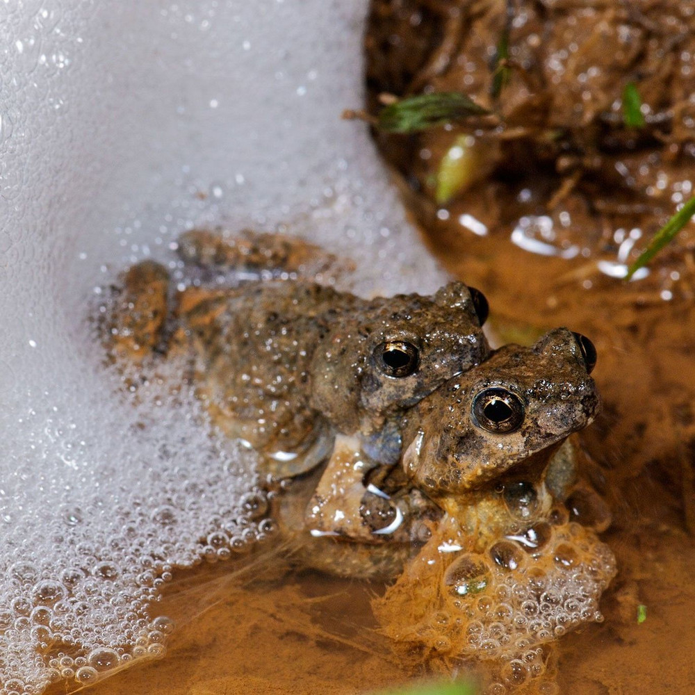 Какая особенность поведения при выборе из нескольких альтернатив роднит людей и лягушек?