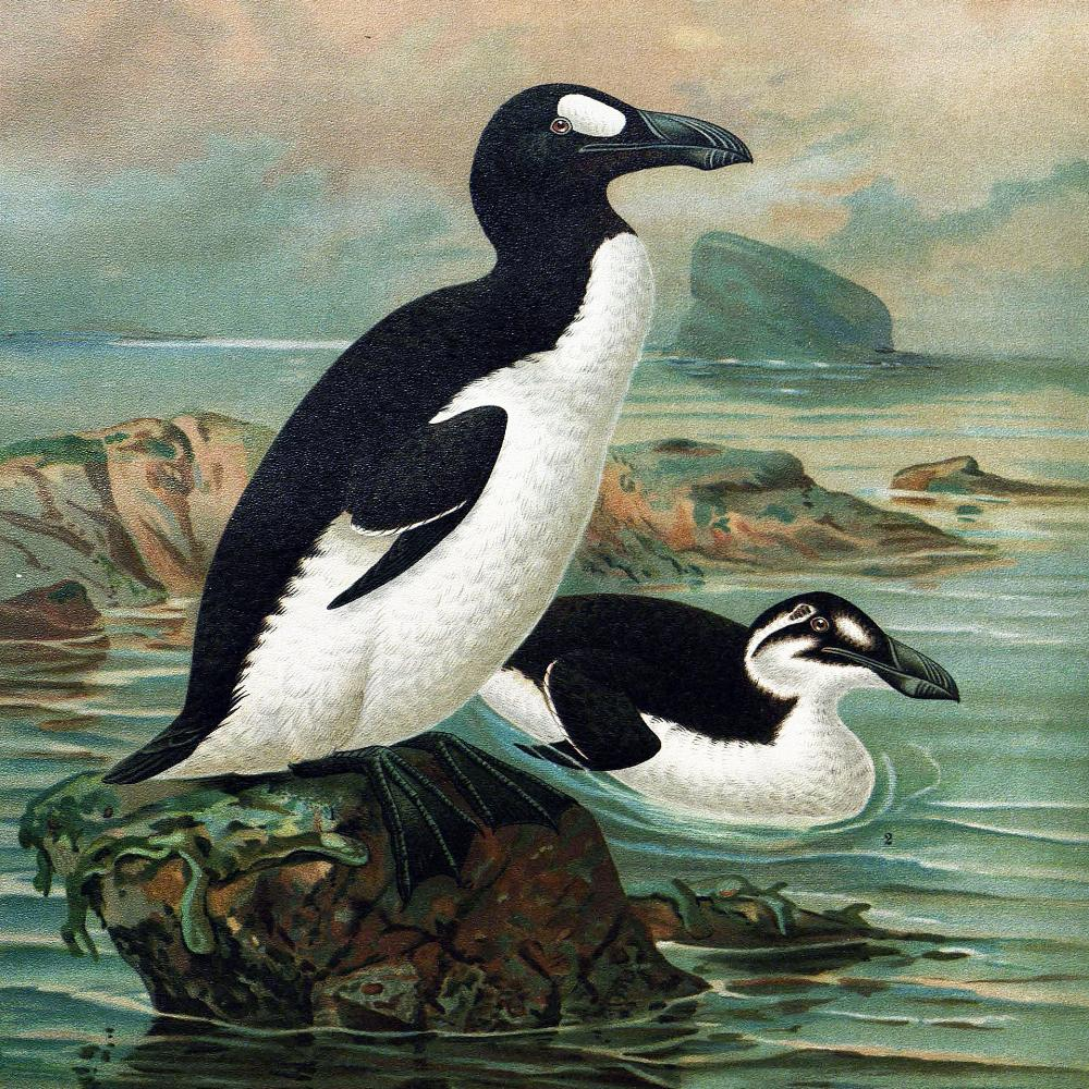 Какие птицы относятся к роду Pinguinus?