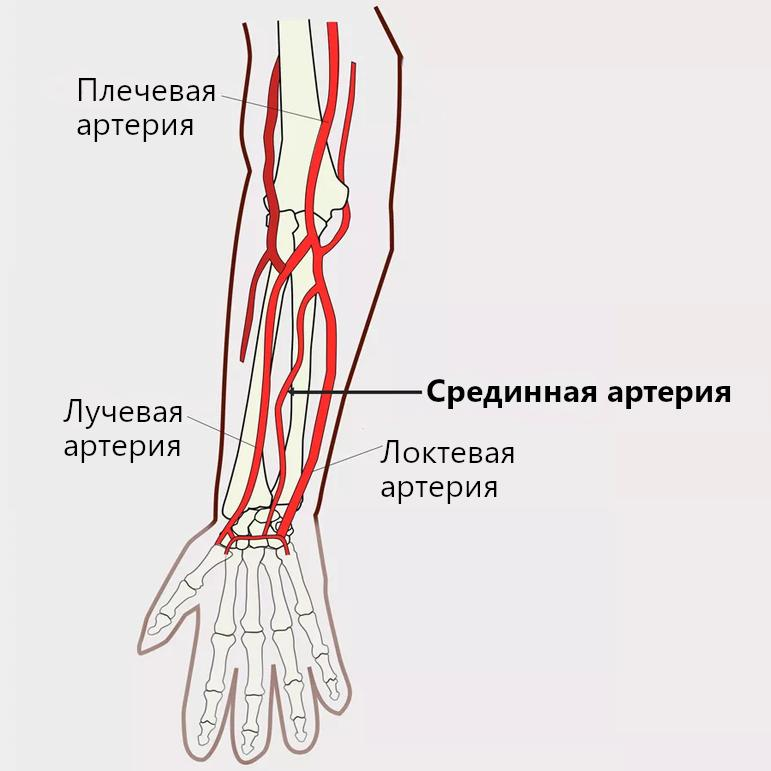 По какому признаку руки человека быстро эволюционировали за последнее столетие?